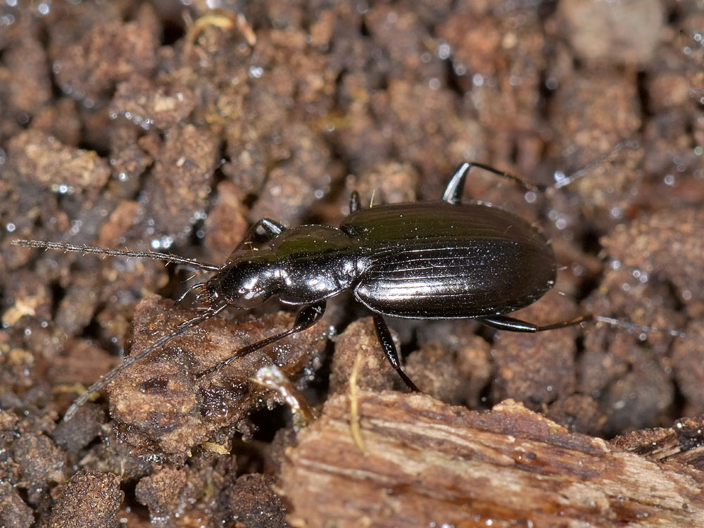 Agonum (Europhilus) thoreyi